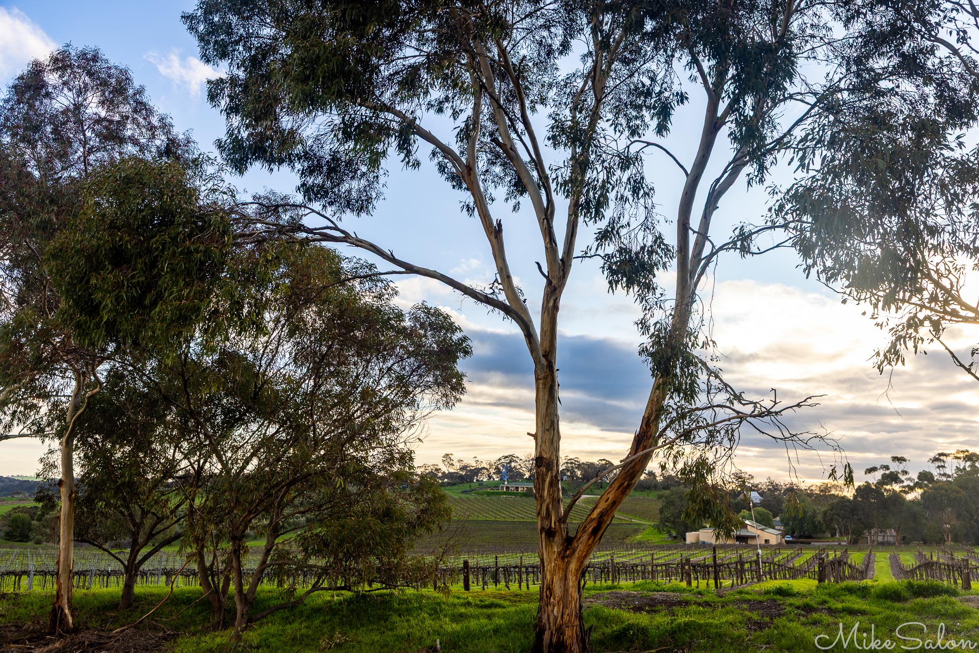 The sun is low to the horizon in late afternoon, with this view over grapevines in the Barossa Valley. [4459]