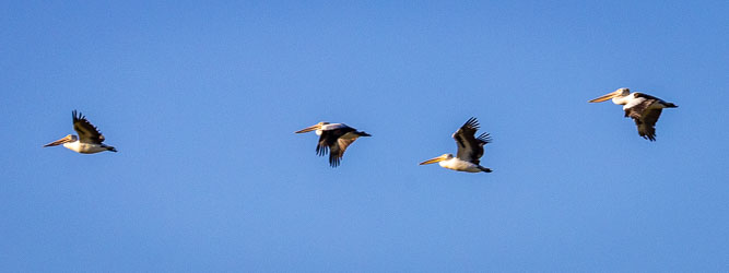 Four Australian Pelicans wheel across the clear Channel Country sky, their broad wings catching the light as they ride invisible currents. In formation but not in synchronisation! [9862]