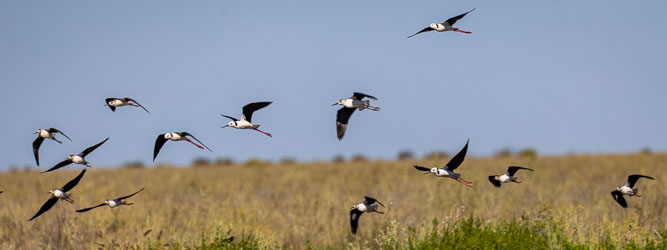 A dozen Black‑winged Stilts rise from the floodplain near Bedourie, their long pink legs trailing behind them. These graceful wanderers follow the inland waters wherever they appear, turning ephemeral wetlands into brief theatres of motion and light. [0604]
