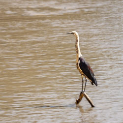 A young White‑necked Heron stands poised on a submerged branch in a muddy Channel Country waterhole near Bedourie. The speckled neck markings reveal its immature plumage, a fleeting stage before the clean white streaks of adulthood. [0633]