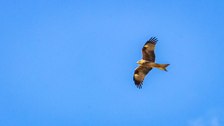 These Whistling Kites are easy to photograph because they circle around floodplains looking to scavenge or catch. [8594]