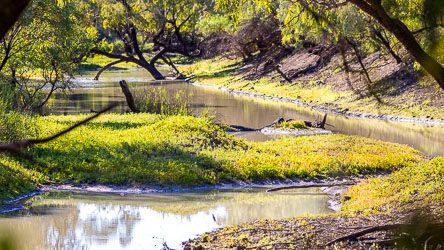 What are usually dry creek beds have miraculously turned to lush abundance after the rains. [8686]