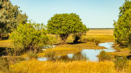 Water in a normally dry strand of the twisted ribbons of the Diamantina River. And look at the grass! [9040]