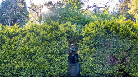 The front gate to Strawberry Patch is surrounded by a dense hedge of Leyland Cypress. The house is entirely obscured from the street. [5868]