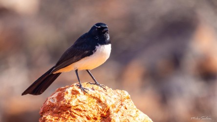 This Willy Wagtail was enjoying the scuptures in the desert outside of Broken Hill. [2730]
