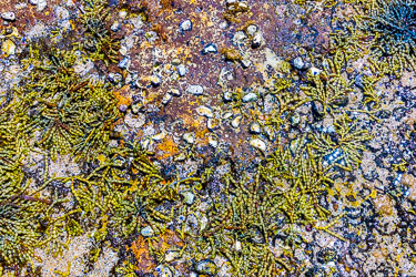 The seaweed known as Neptune's Necklace helps keep the rock surface at Bundeena moist for the Sydney Rock Oysters at low tide, and the oysters give the weed something to hang on to. Symbiosis! [6473]