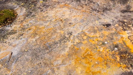 In the glaring midday sun, it was just too hard to identify the grooved shapes in the sandstone at Gibbon Head. [6477]