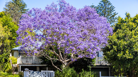 A magnificant jacaranda tree complements this cottage in Bundeena. These South American imports are a treasured part of Australia's flora at the beginning of summer.[6485]