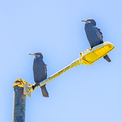 Two Little Black Cormorants on the lookout for fish in Port Hacking. [6442]