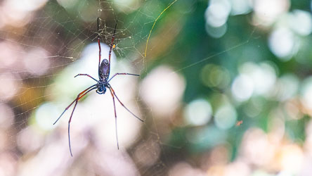Encountered in the bush is this female Golden Silk orb-weaver spider, identified by the yellow sheen of its web. The web silk is so strong that it has been used to weave textiles and fishing nets. [9733]