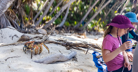 Robber Crabs abound in the coconut palms on Dolly Beach, and raid the belongings of visitors in seach of delicacies. [9933]