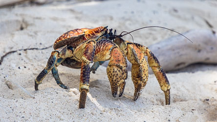 Robber Crabs (birgus latro) are the world's largest land-living arthropod, up to 4kg, and they are protected, but seem to be populous on Christmas Island. [9936]