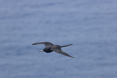 The Chrismas Island Frigatebird, with its clear hooked beak, used to "pirate" fish in mid air, dropped by other birds that it has harrassed. [9791]