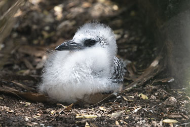 Younger birds look quite different to adult red-tailed tropicbirds, and are identified by their glossy white underparts contrasted with heavy black barring and scaling across their back, wings, and crown. [0038]