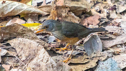 Another endemic species, the Christmas Island Thrush seen here foraging through leaf litter. [9747]