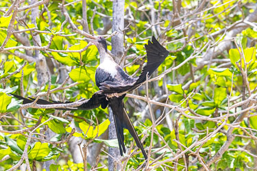 While frigatebirds are masters of the air, they have several unique biological quirks that lead to this specific pose when they are perched in the forest canopy. Frigatebirds use this "horaltic pose" (wings spread wide while perched) to regulate their body temperature. Depending on the time of day, they are either absorbing solar energy to warm up after a cool night or dissipating excess heat through the large surface area of their wings. Unlike most seabirds, frigatebirds have very little waterproofing oil on their feathers. If they get wet—even from heavy tropical rain or sea spray—they must spread their wings to dry them out. [0160]