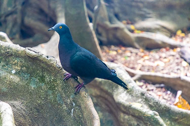 Also called a Gungun, the Christmas Island Imperial Pigeon is found nowhere else on earth. He would be on the lookout for fallen fruits. [9888]