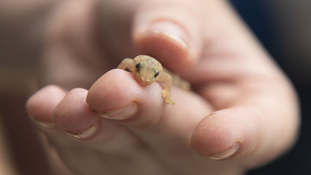 A guide holds a newcomer to the Christmas Island Reptile Captive Breeding Program. [0194]