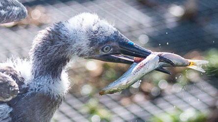 A hungry juvenile seabird being fed at the CI bird rescue centre. [0120]