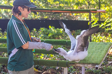 This rescued juvenile Brown Booby is being fed at the Christmas Island National Park Bird Feeding facility. [0138]