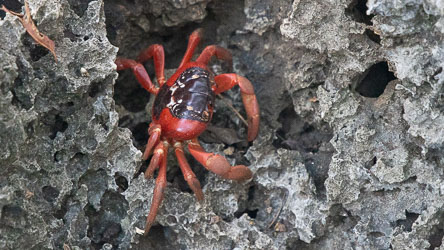 The Red Crab is the species that creates the famous "red carpet" across the island. Every year at the start of the wet season , millions (40-100 million) abandon their forest burrows and march to the sea to breed and spawn. We were here too early to see that spectacle. [9744]