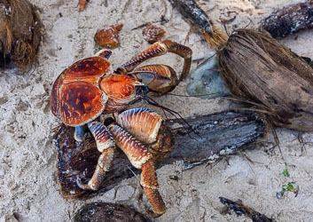 Robber Crabs (birgus latro) are the world's largest land-living arthropod, up to 4kg, and they are protected, but seem to be populous on Christmas Island. [9958]