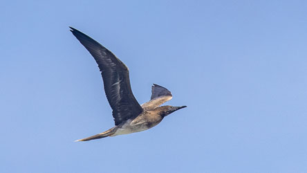 This nearly mature Brown Booby flew right past us on the Swell Lodge deck. [9749]