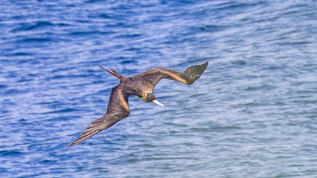 The pale bands atop the wings suggests that this is a juvenile Christmas Island Frigatebird. [9673]