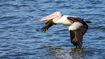 This Australian Pelican skims the surface of the Coorong, one wingtip just brushing the water. [1524]