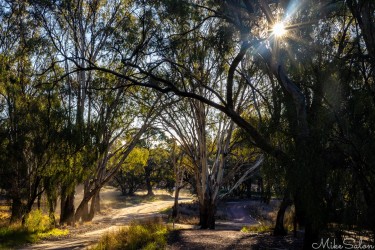 A dirt road and the walking track merge on the Bidgee Riverside Trail. Mottled light through the trees under bright sunshine. [5034]
