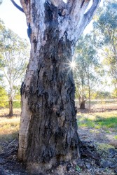 In Bushy Bend on the Murrumbidgee is this fire damaged eucalypt. [5001]