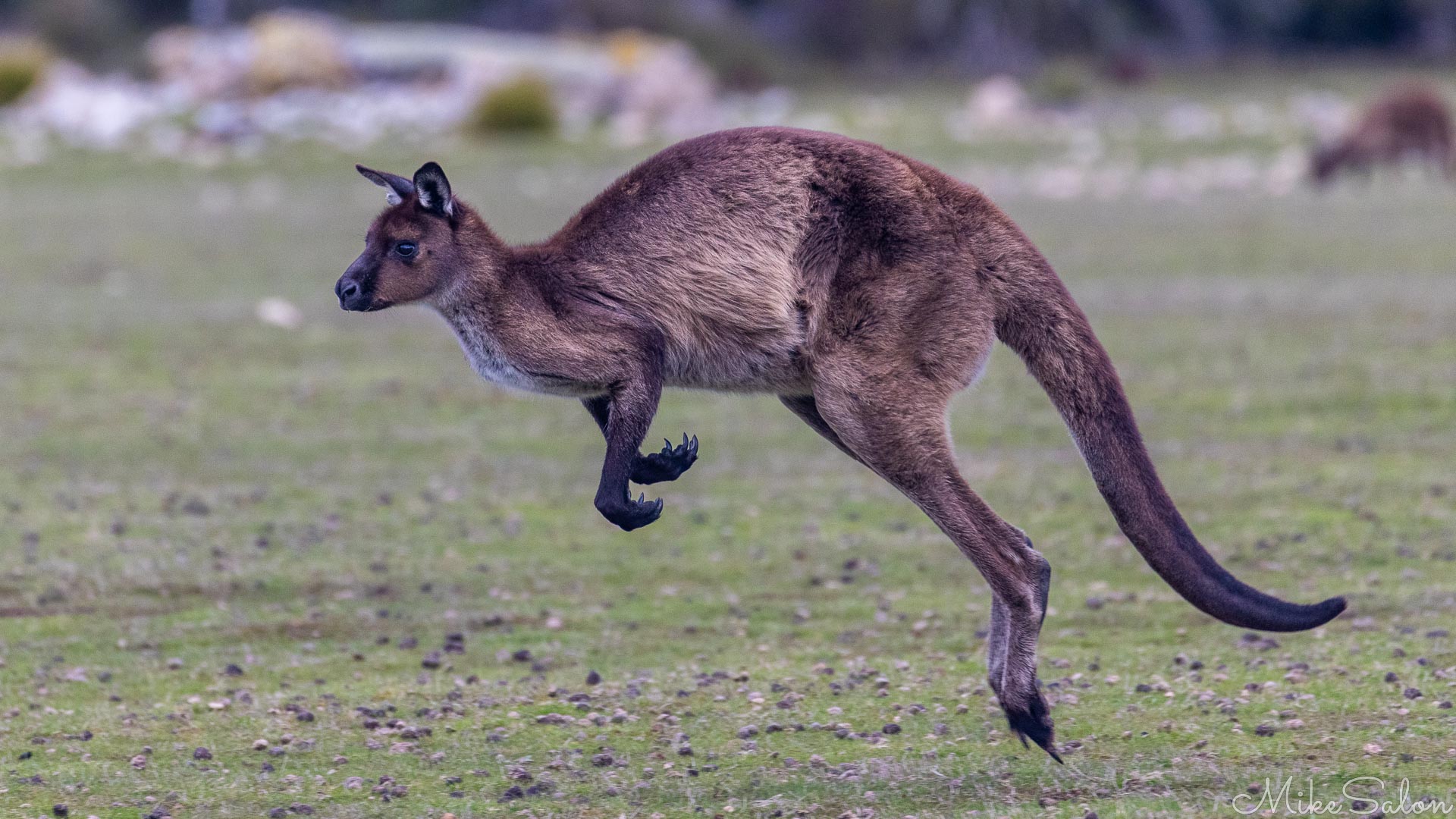Looking like a model for the Qantas logo, this Kangaroo Island Kangaroo shows a stocky frame. [3980]