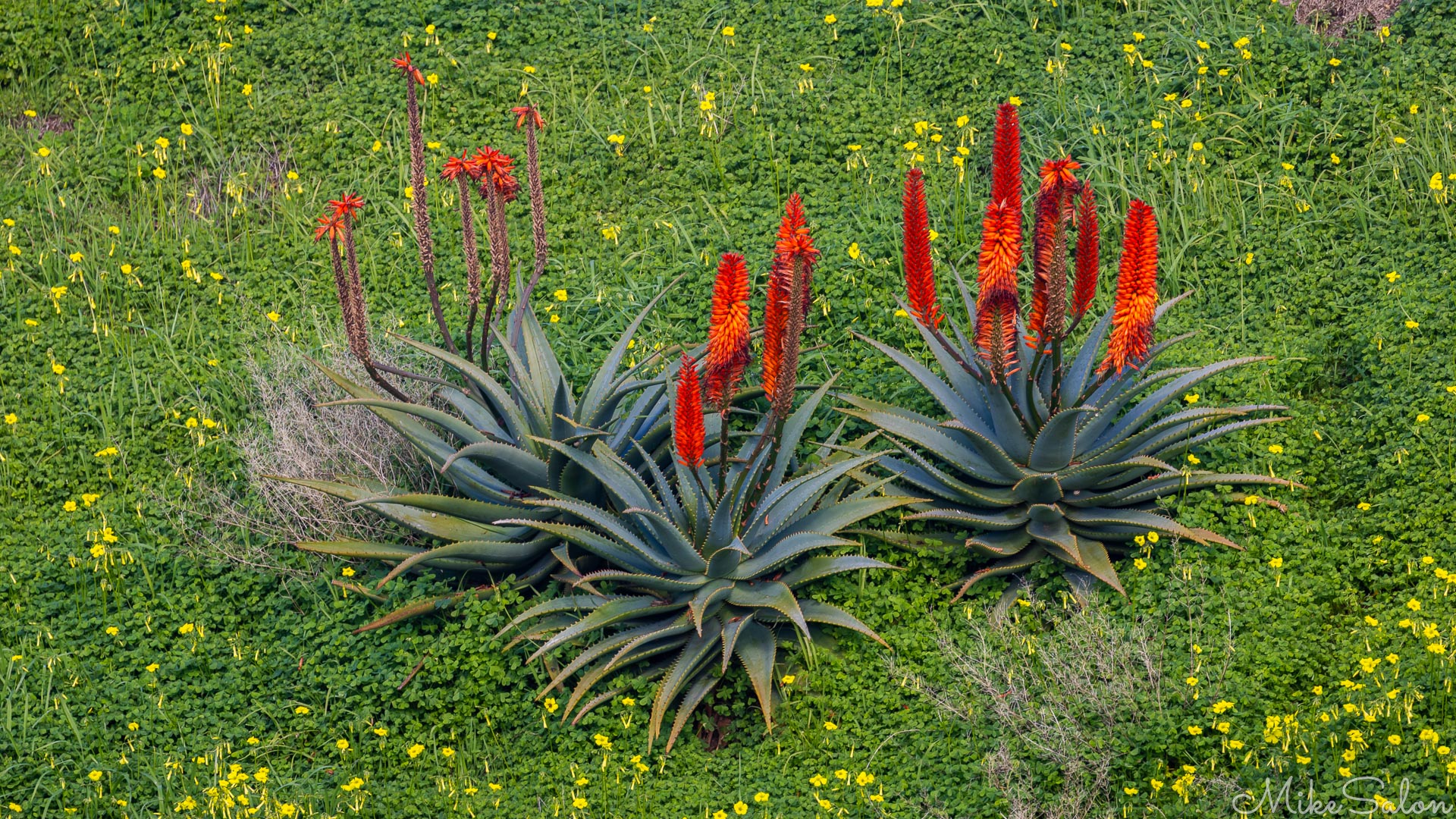 Spectacular instance of red hot pokers (Kniphofia) seen in Penneshaw. [4402]