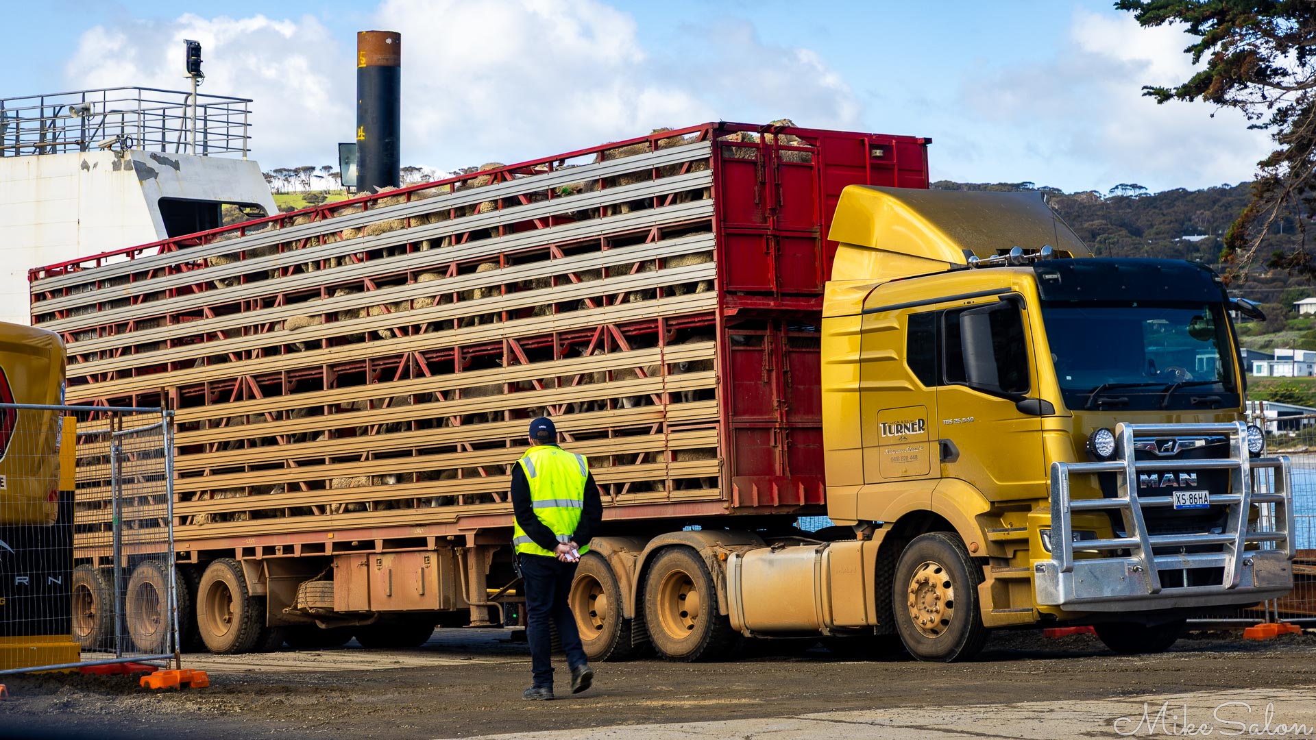 A truckload of sheep reversing onto the SeaLink ferry at Penneshaw. We guess its not a pleasure cruise for these guys. [4430]