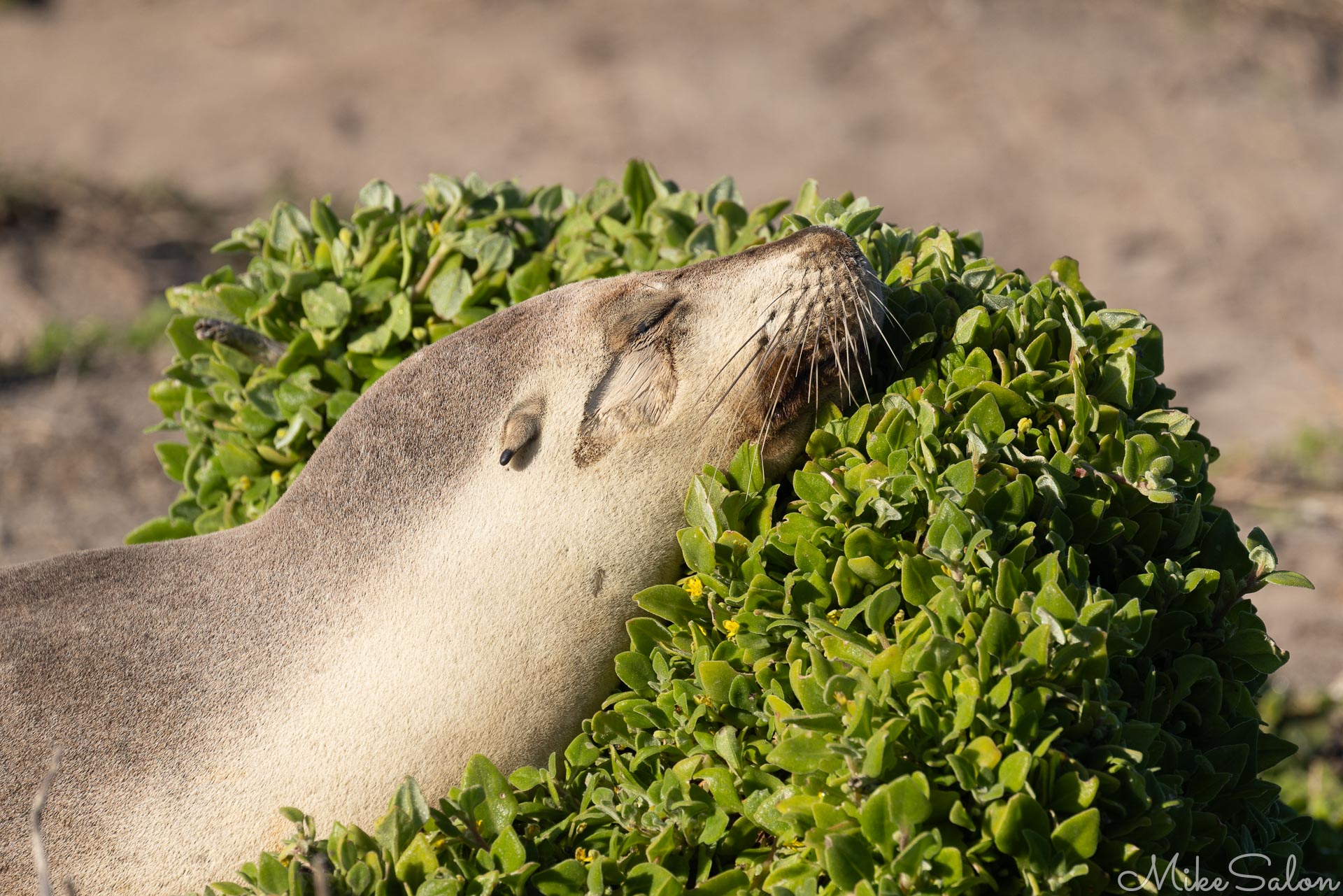 Australian Sea-Lions have external ears which distinguish them from fur seals which just have small openings. [3621]