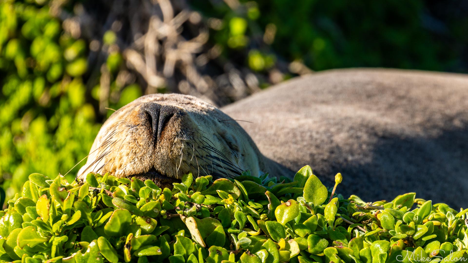 Eyes closed, snout in the sun, an Australian Sea-Lion resting up. [3693]