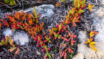 At Vivonne Bay, dawn, brilliant colours in the Pig Face (karkalla) creepers. [3850]