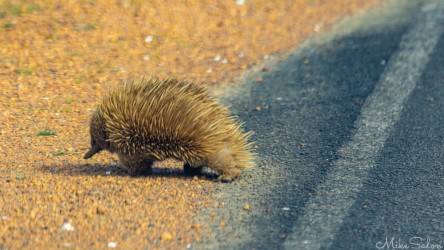 This was the only echidna we saw, from the car, but driver Lynette was very careful to let him cross the road safely. [3718]