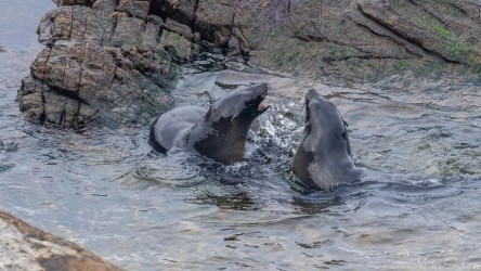 Seal pups playing together in a wave washed rock pool at Cape Du Couedic. [3751]