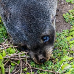 Long nosed fur-seal pup at Cape Du Couedic resting but eyes wide open. [3768]