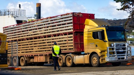 A truckload of sheep reversing onto the SeaLink ferry at Penneshaw. We guess its not a pleasure cruise for these guys. [4430]