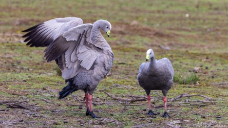 Pair of Cape Barren Geese in a courting ritual. [3432]