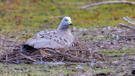 This Cape Barren Goose is guarding the nest and keeping eggs warm. They can sit there for weeks on end, being fed by their partner. [3457]
