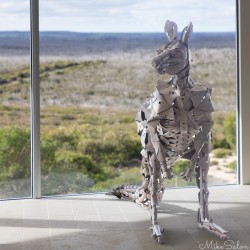 A magnificent steel kangaroo graces the Great Room at SOL. [3724]