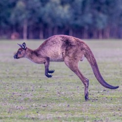 Kangaroos on Kangaroo Island have evolved to be stockier than their mainland counterparts. [3956]