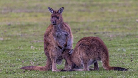 Almost as big as her KIK mum, this joey is stll demanding a feed and a warm pouch. [3931]