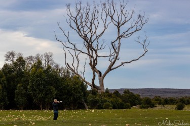 This photographer using a long lens to get closeups of the wildlife at Grassdale. [3944]