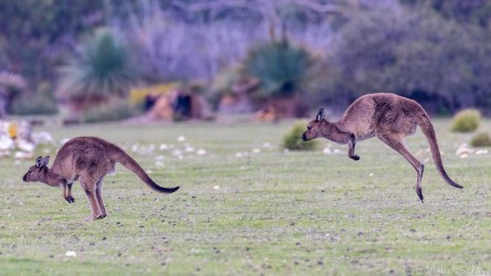 Two Kangaroo Island Kangaroos bounding away, a little disturbed by our presence, maybe. [3960]