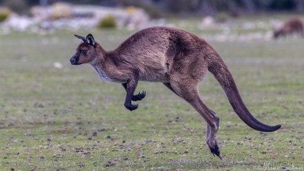 Looking like a model for the Qantas logo, this Kangaroo Island Kangaroo shows a stocky frame. [3980]