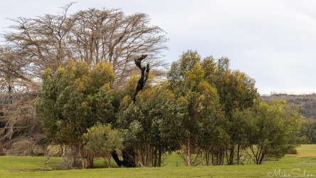 On Grassdale, a burnt out tree amongst others which have come to life after the fires. [3991 AI]